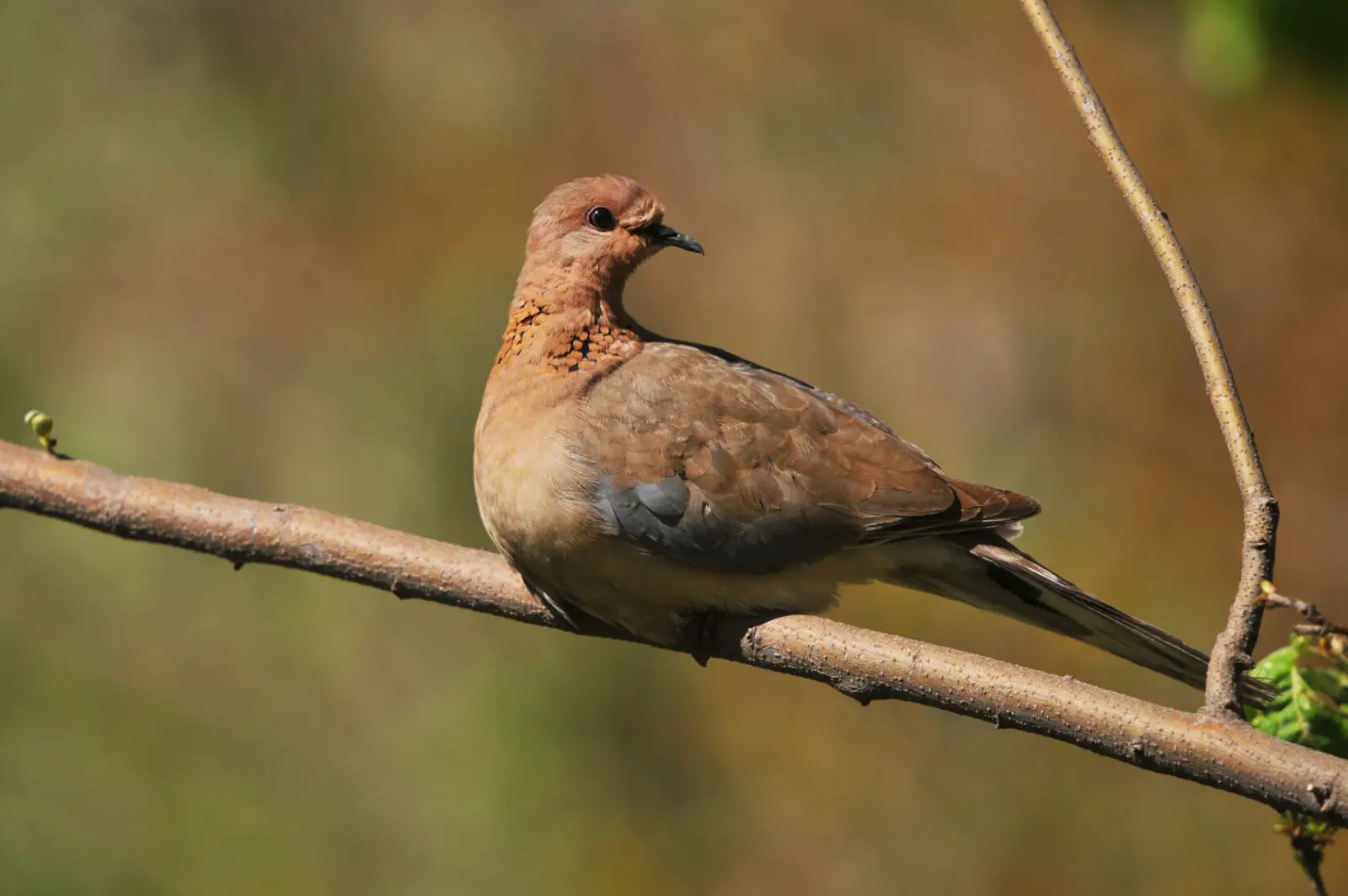 Best bird watching in Socotra