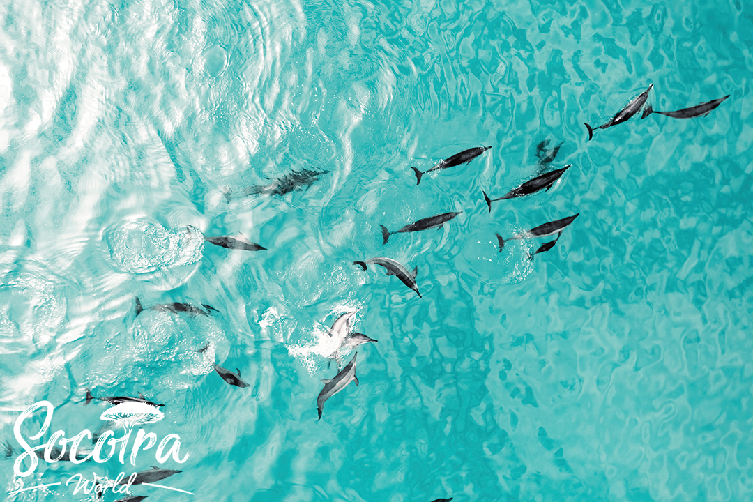 Dolphin in Socotra